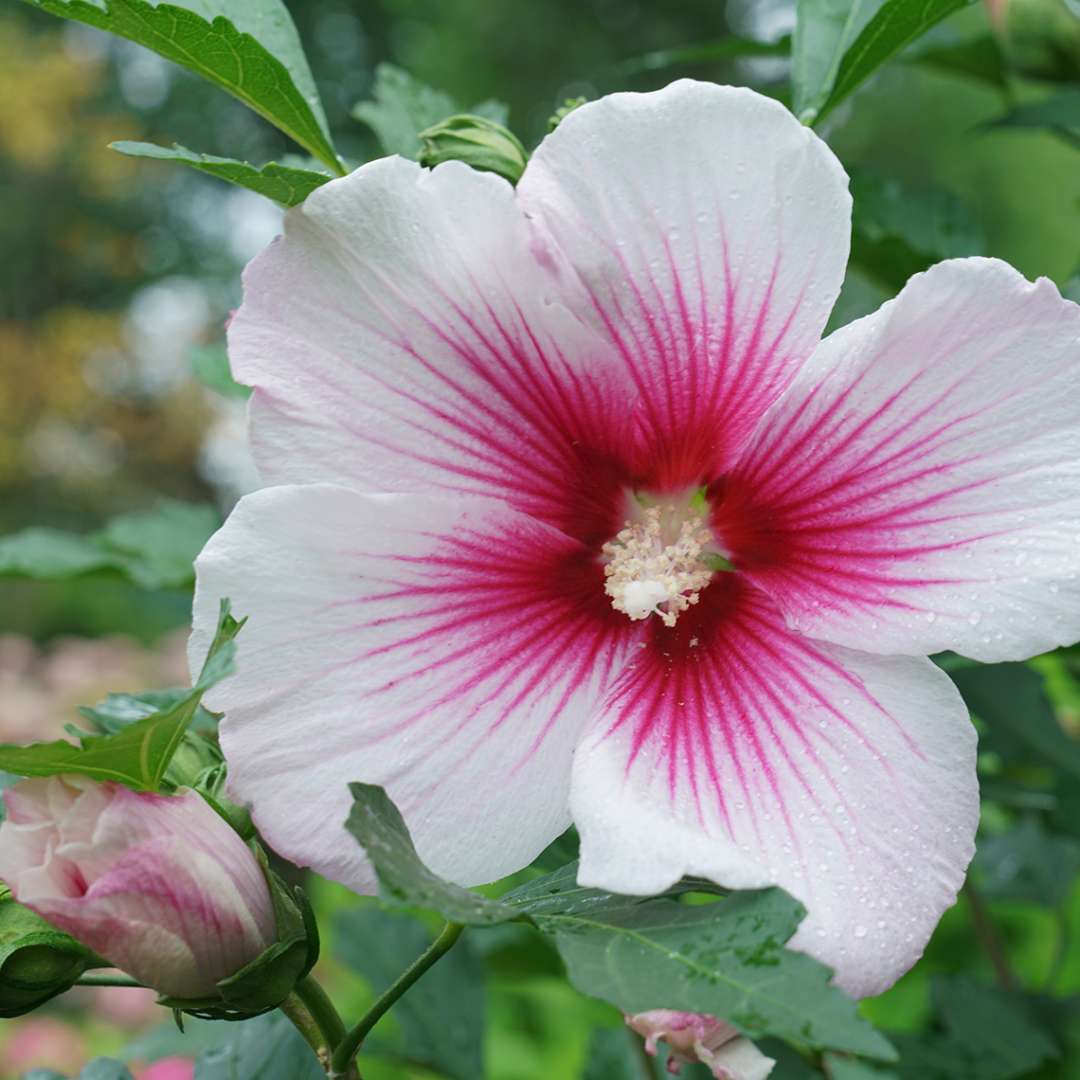 Rose of Sharon - PARAPLU PINK INK