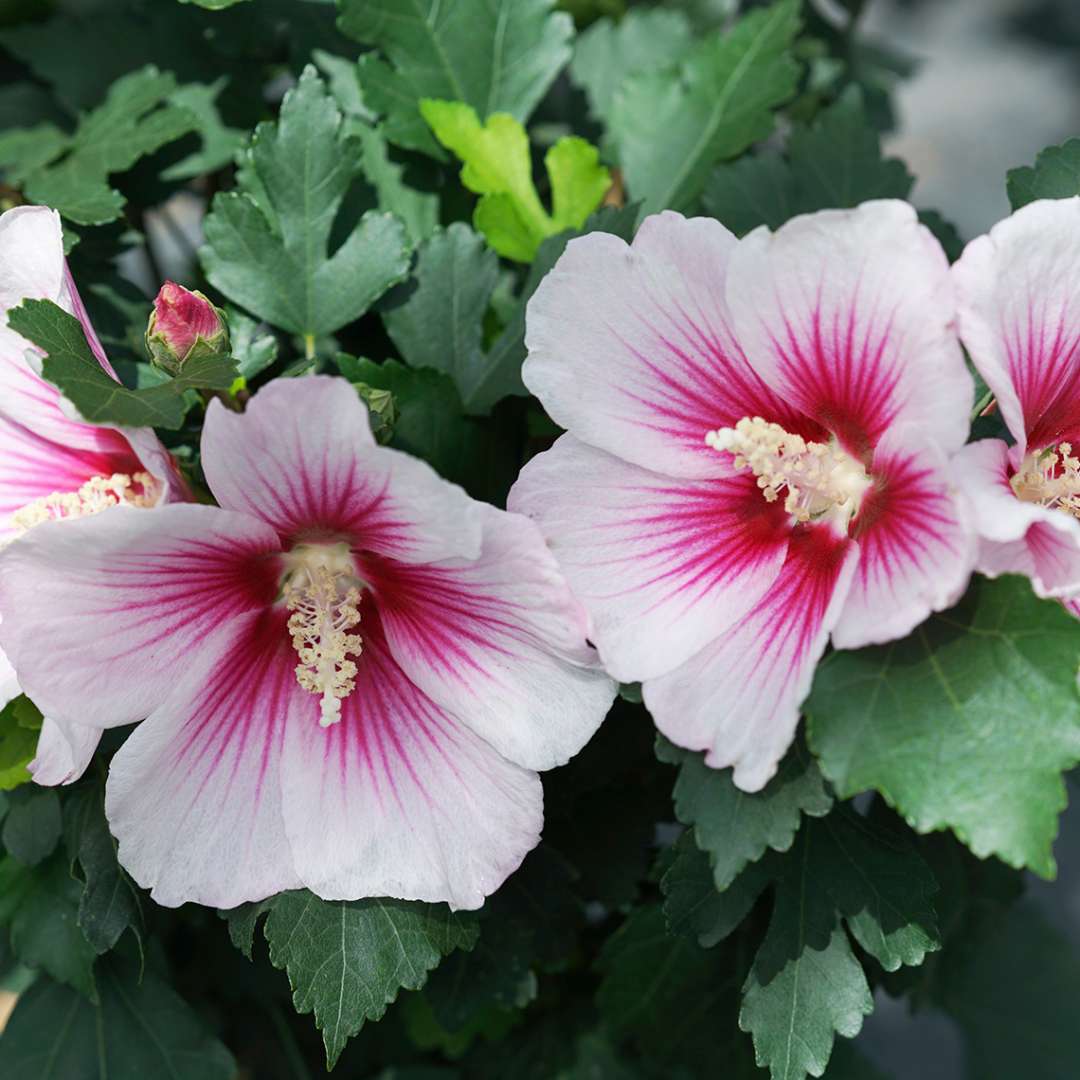 Rose of Sharon - PARAPLU PINK INK