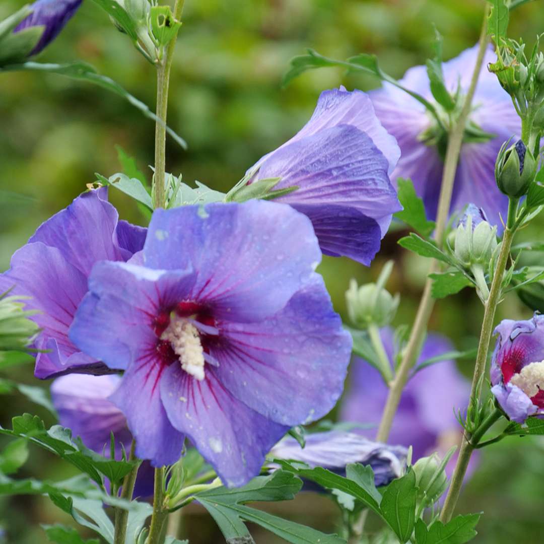 Rose of Sharon - PARAPLU VIOLET
