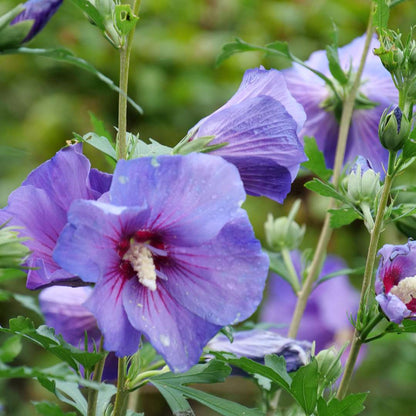 Rose of Sharon - PARAPLU VIOLET