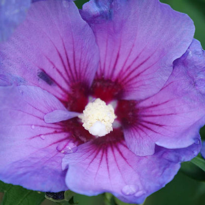 Rose of Sharon - PARAPLU VIOLET