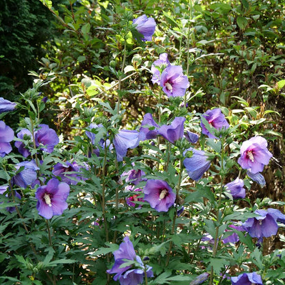 Rose of Sharon - PARAPLU VIOLET