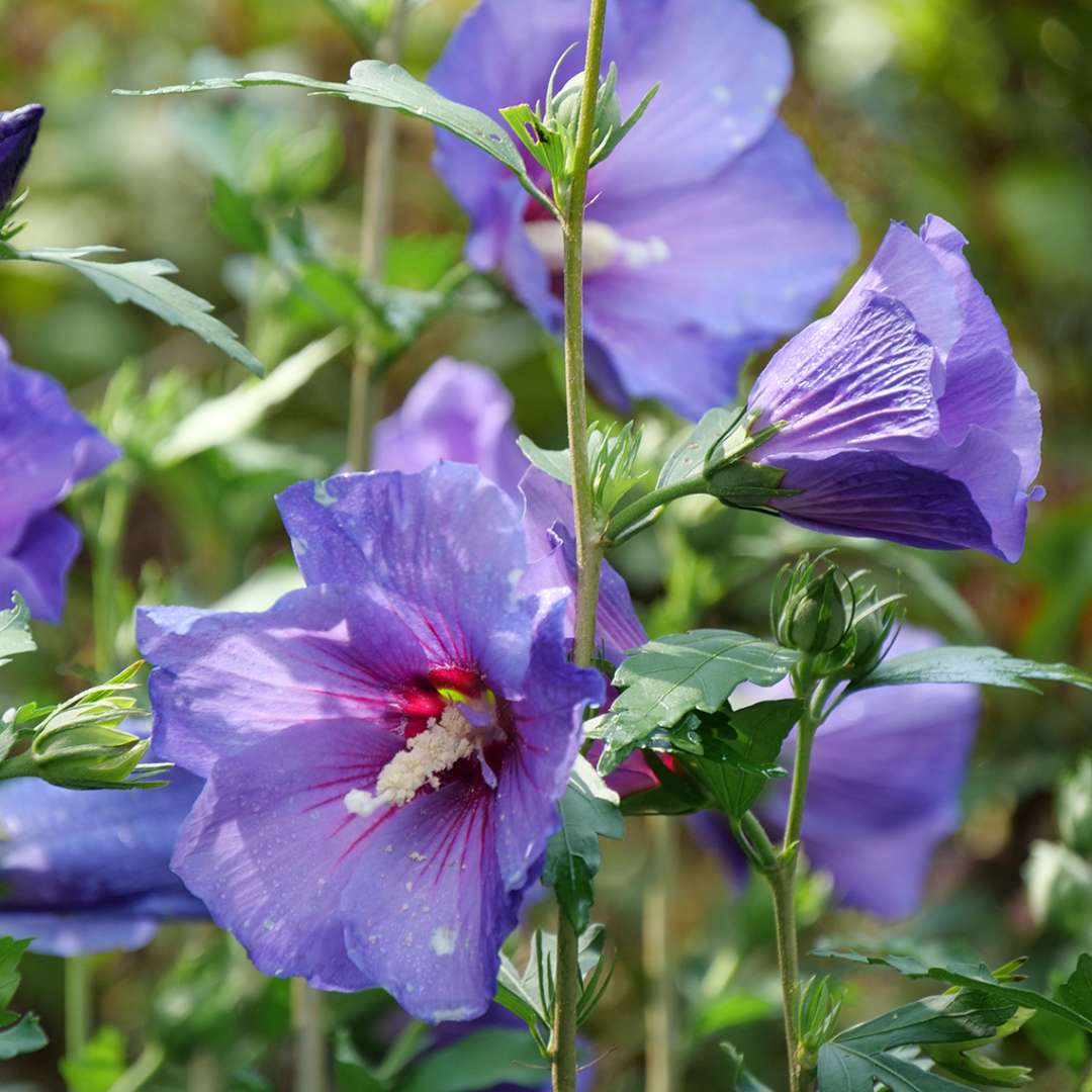 Rose of Sharon - PARAPLU VIOLET