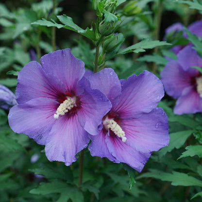 Rose of Sharon - PARAPLU VIOLET