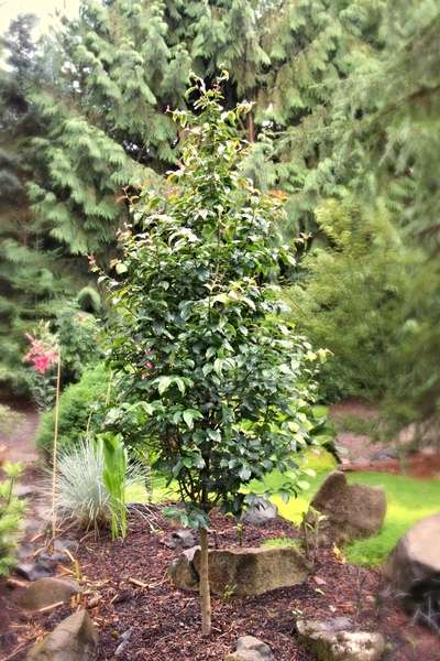 Persian ironwood - PERSIAN SPIRE