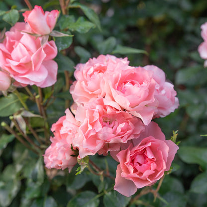 Rose - Passionate Kisses