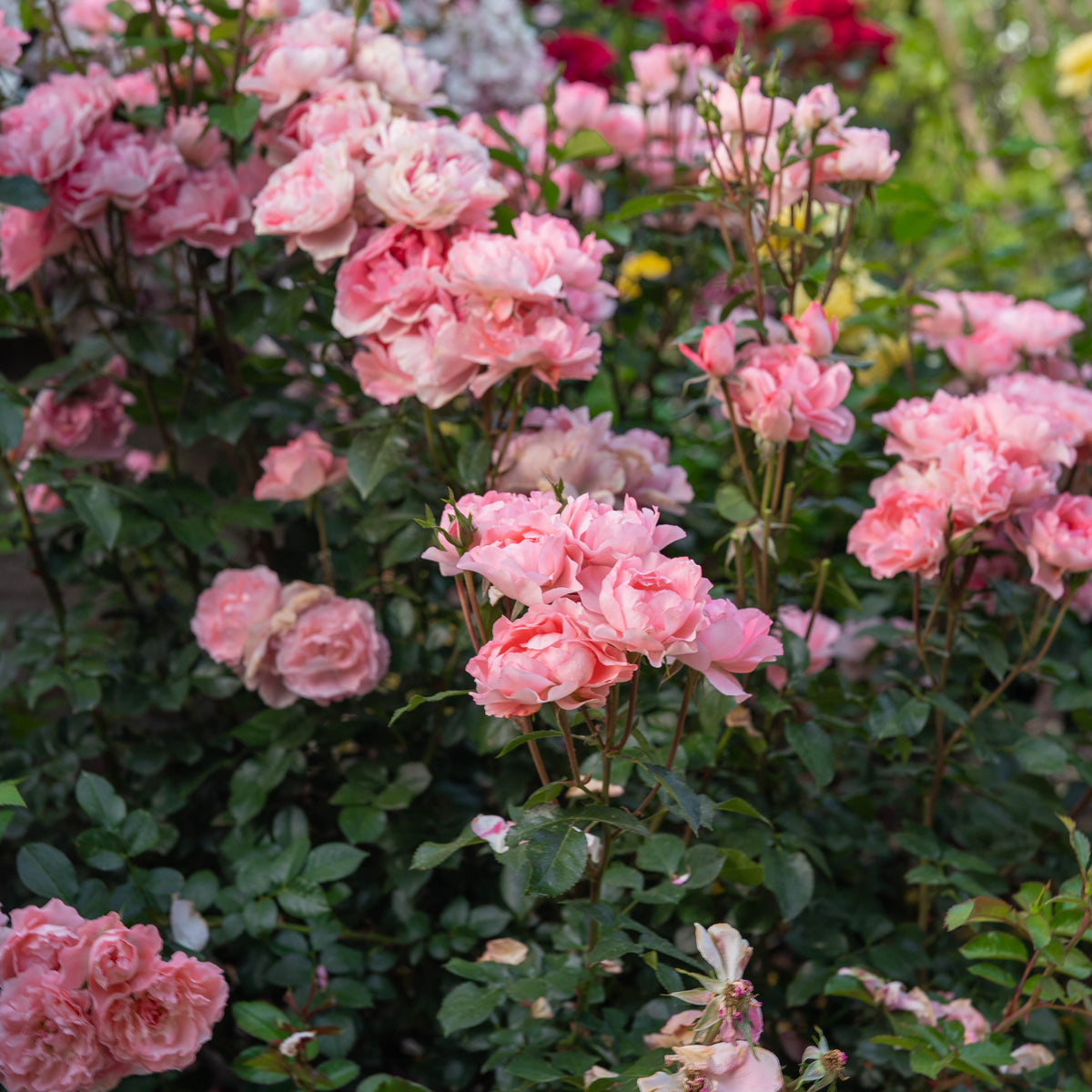 Rose - Passionate Kisses