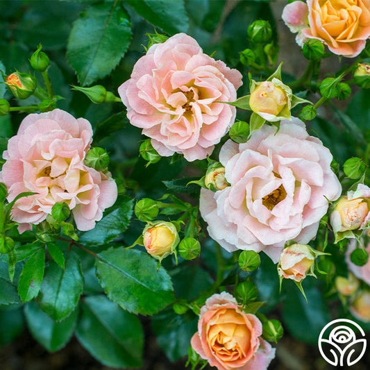 Rose - Peach Drift