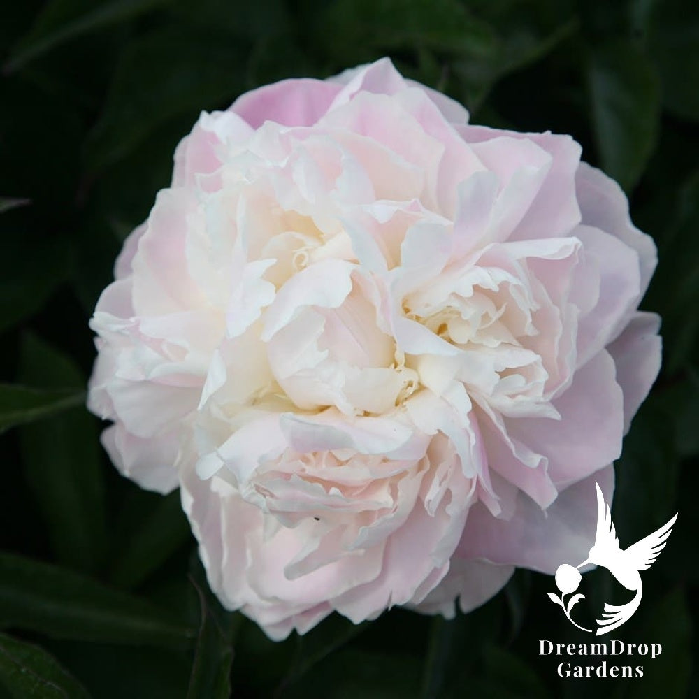 Peony - Fragrant - Shirley Temple - Pale Pink and White — DreamDrop Gardens photo 1