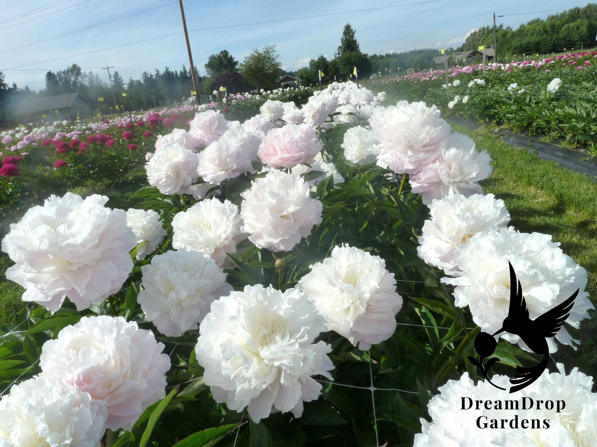 Peony - Fragrant - Shirley Temple - Pale Pink and White — DreamDrop Gardens photo 2