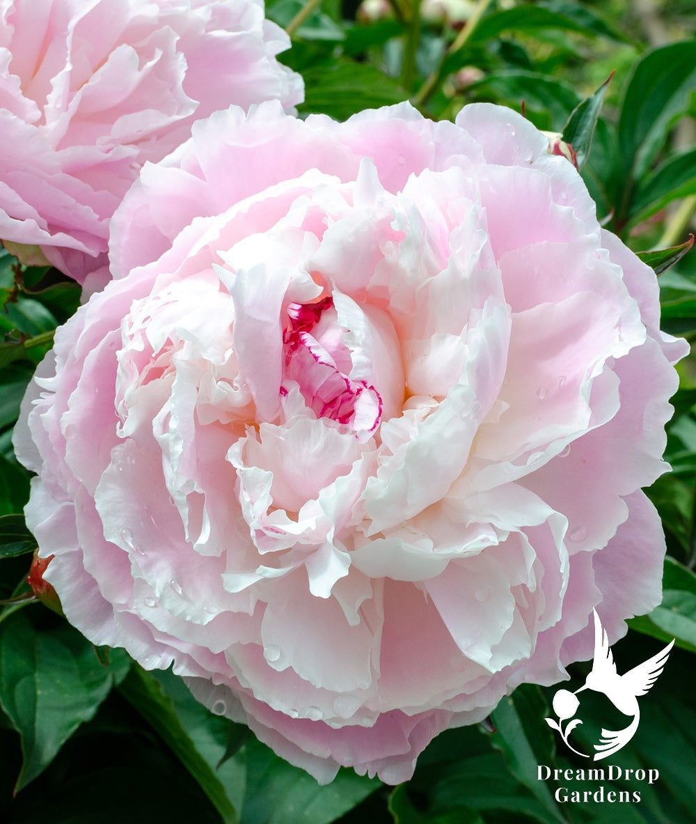Peony - Fragrant - Shirley Temple - Pale Pink and White — DreamDrop Gardens photo 3