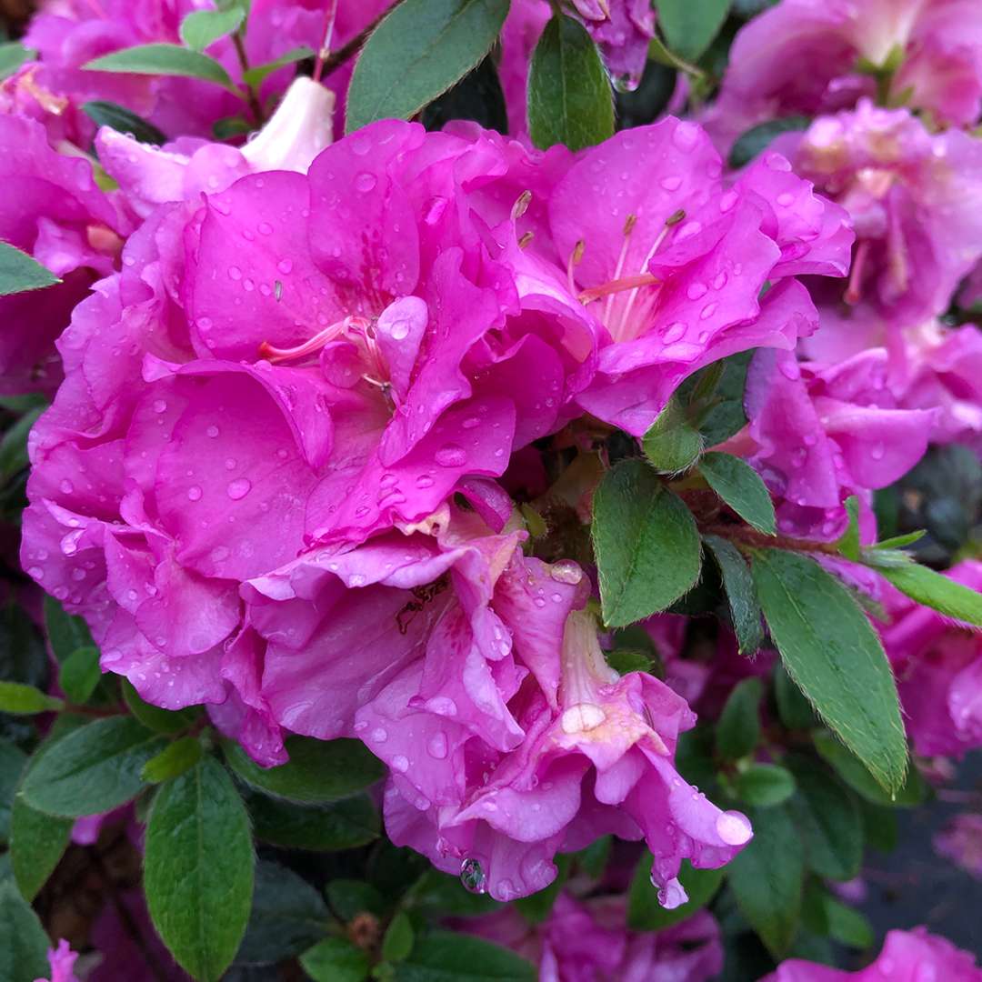 Azalea - Reblooming - PERFECTO MUNDO Double Purple