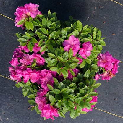 Azalea - Reblooming - PERFECTO MUNDO Double Purple
