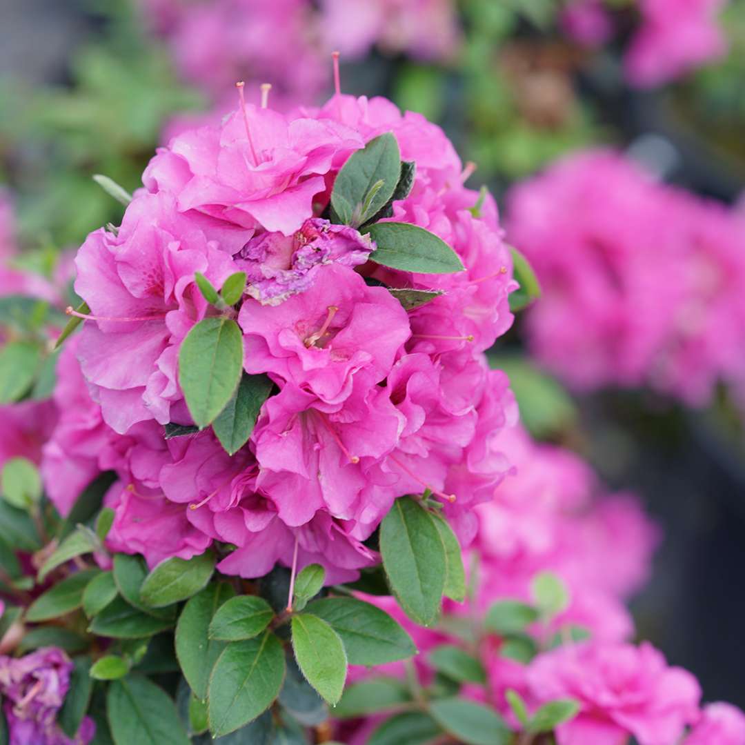 Azalea - Reblooming - PERFECTO MUNDO Double Purple