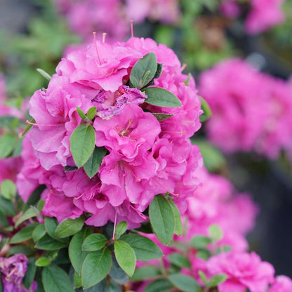 Azalea - Reblooming - PERFECTO MUNDO Double Purple