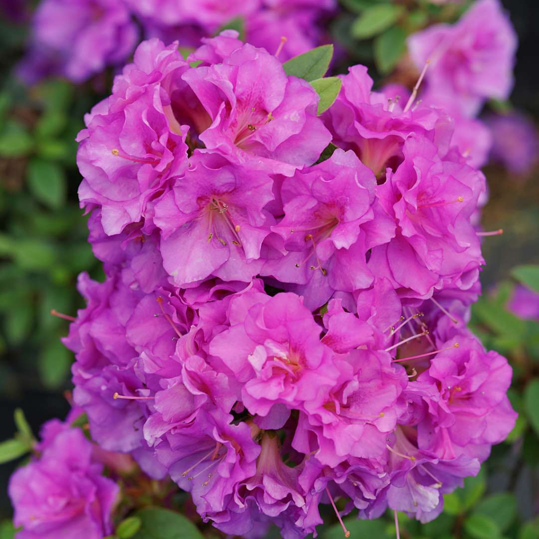 Azalea - Reblooming - PERFECTO MUNDO Double Purple