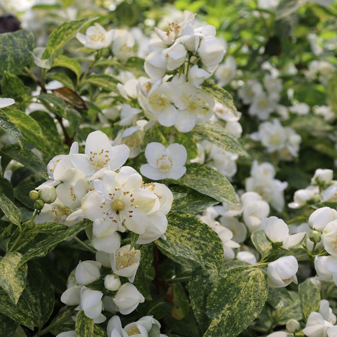Mock Orange - ILLUMINATI SPARKS