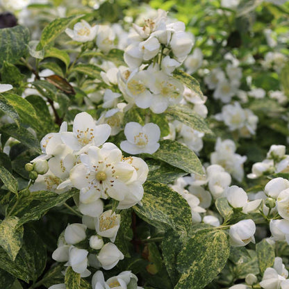 Mock Orange - ILLUMINATI SPARKS