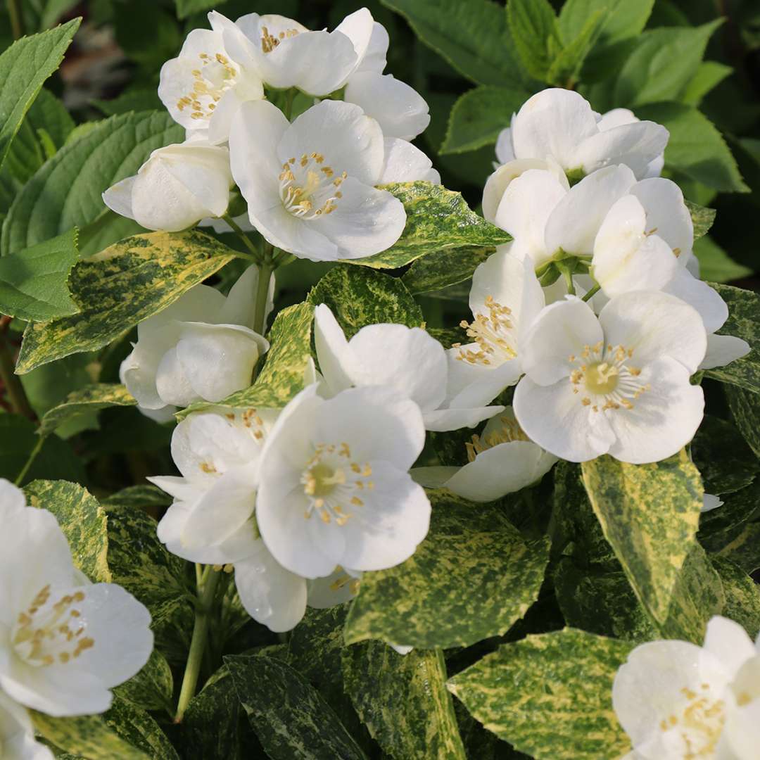 Mock Orange - ILLUMINATI SPARKS