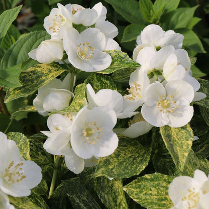 Mock Orange - ILLUMINATI SPARKS