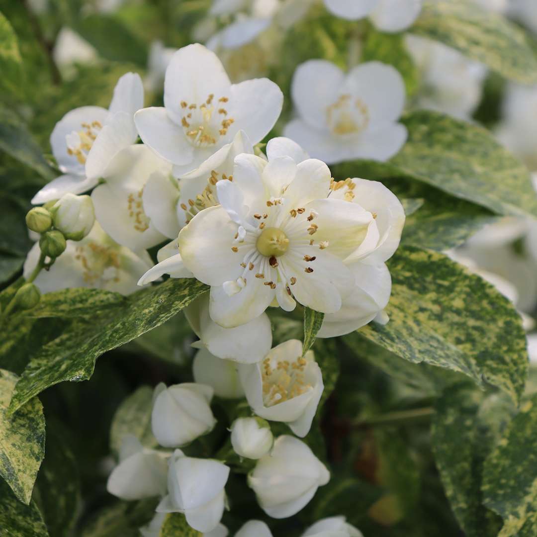Mock Orange - ILLUMINATI SPARKS