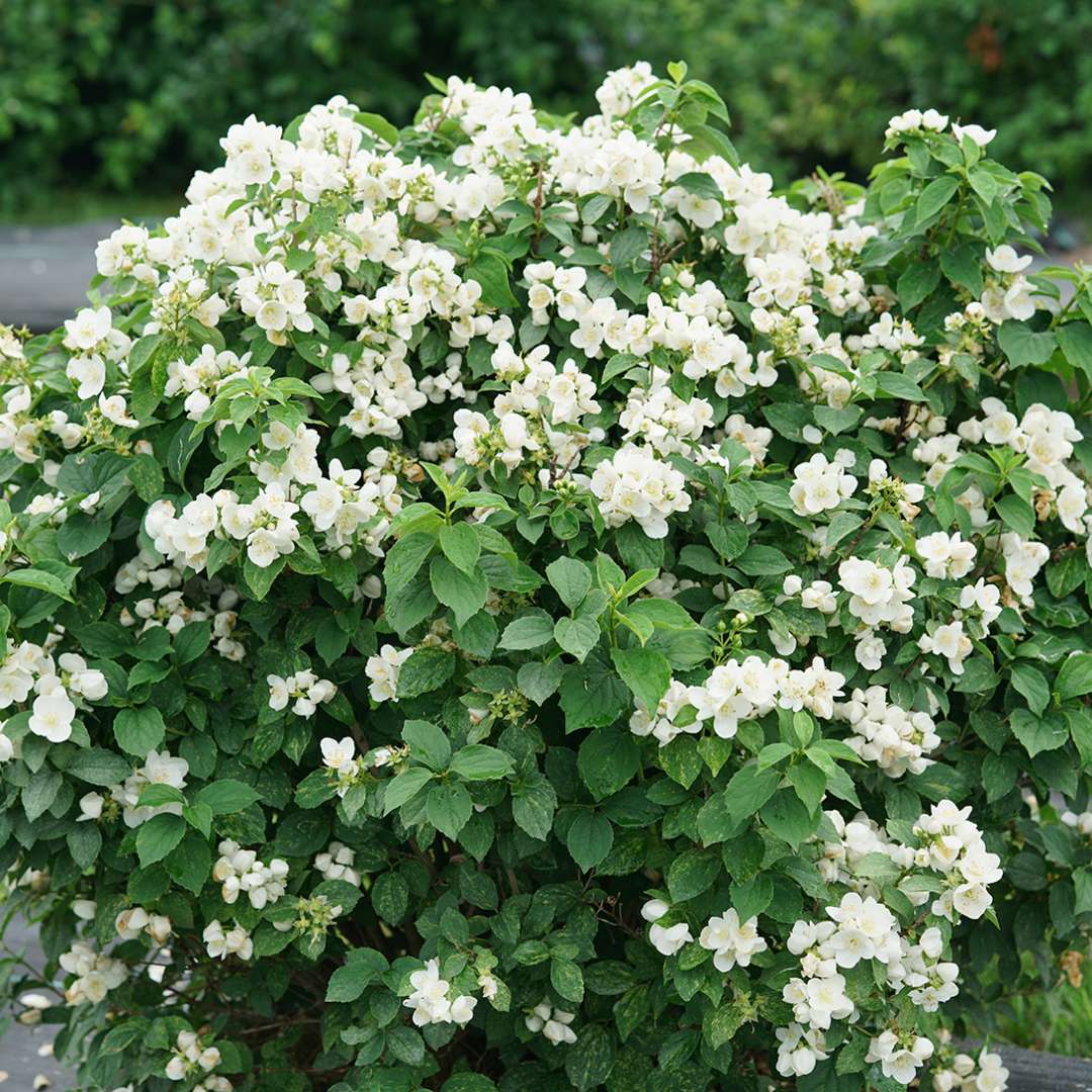 Mock Orange - ILLUMINATI SPARKS
