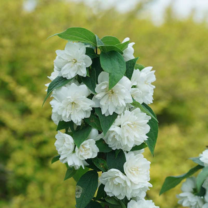 Mock orange - ILLUMINATI SPICE