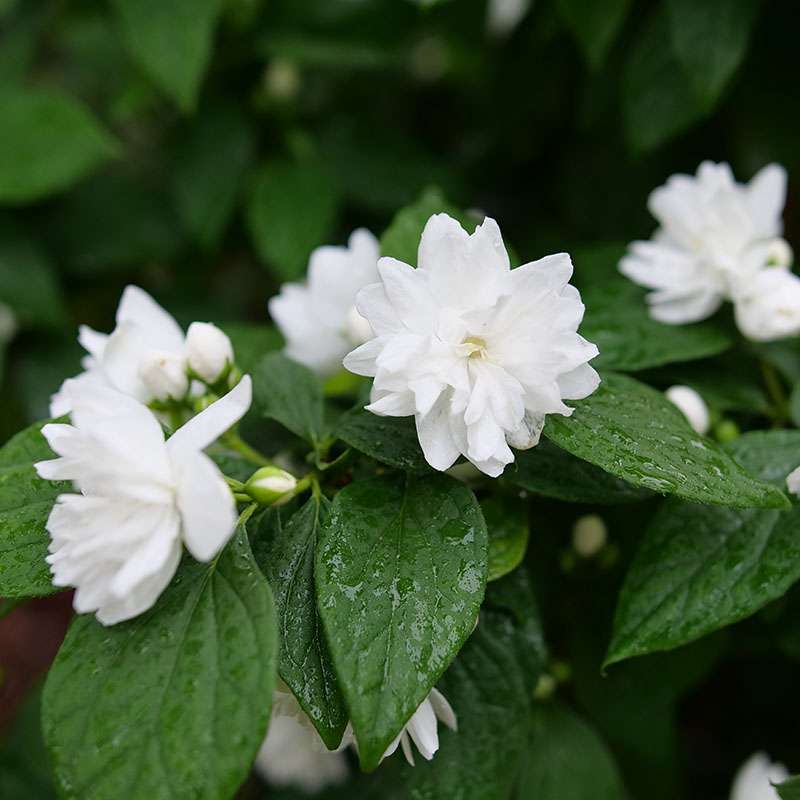 Mock orange - ILLUMINATI SPICE