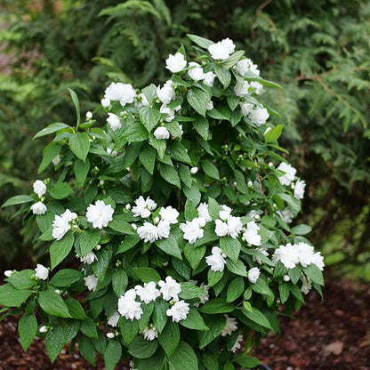 Mock orange - ILLUMINATI SPICE