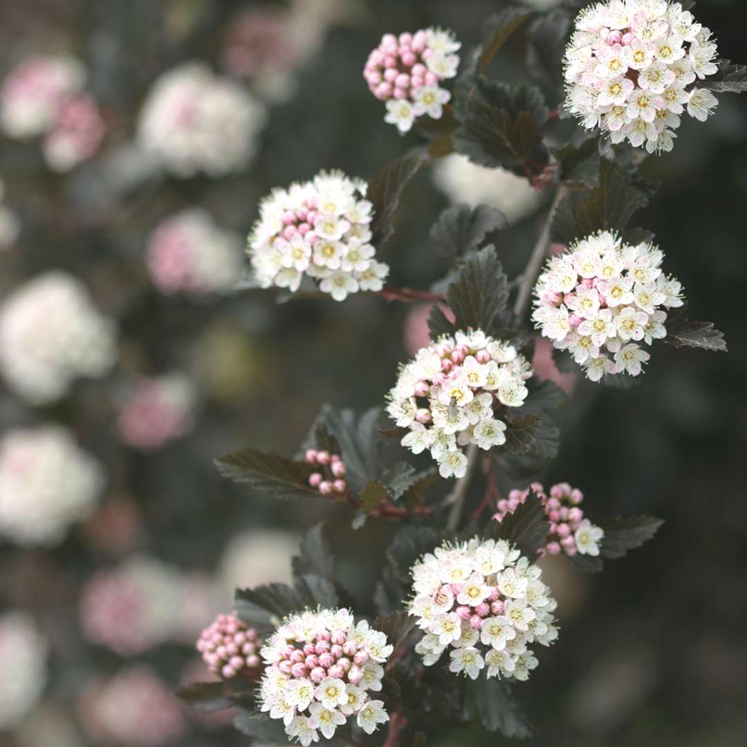 Ninebark - SUMMER WINE