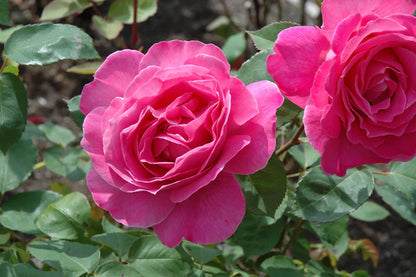 Rose - Hybrid Tea- Pink Peace