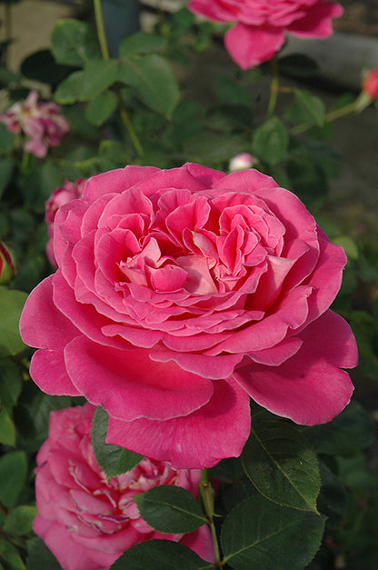 Rose - Hybrid Tea- Pink Peace