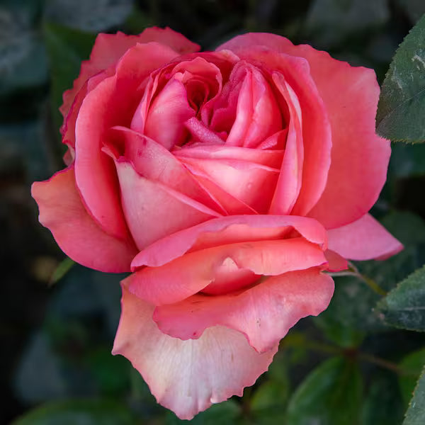 Rose - Hybrid Tea- Pink Peace