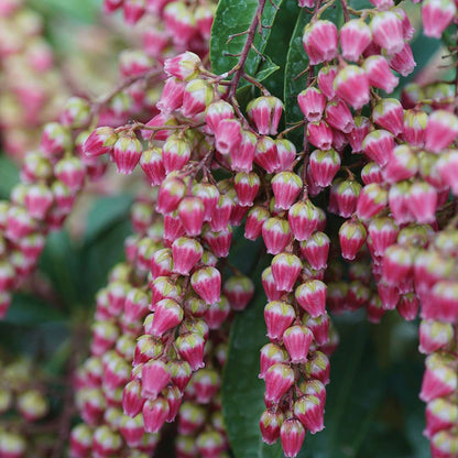 Lily of the Valley Shrub - INTERSTELLA