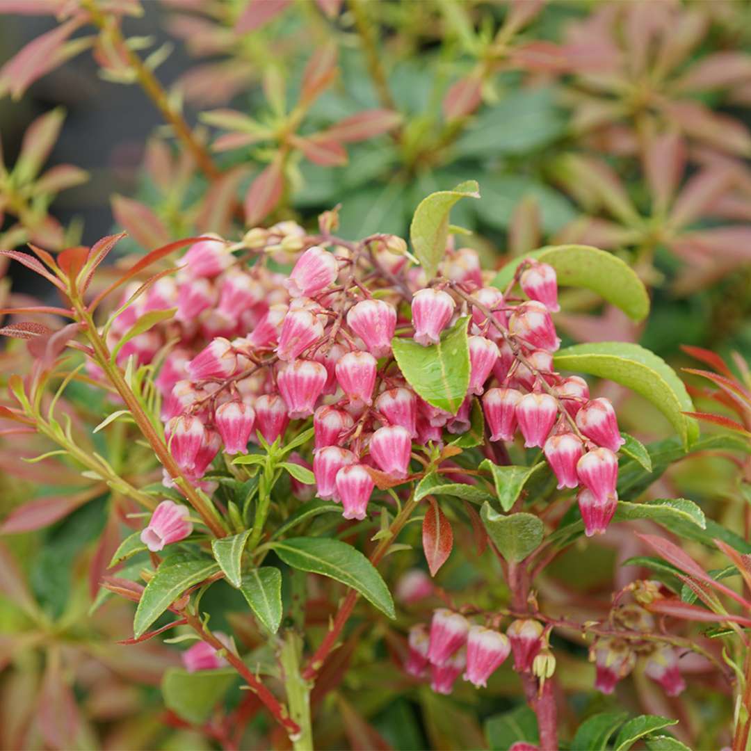 Lily of the Valley Shrub - INTERSTELLA