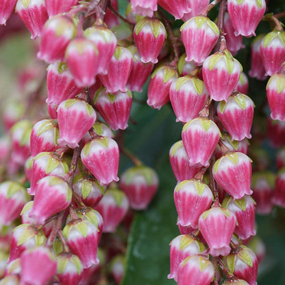 Lily of the Valley Shrub - INTERSTELLA