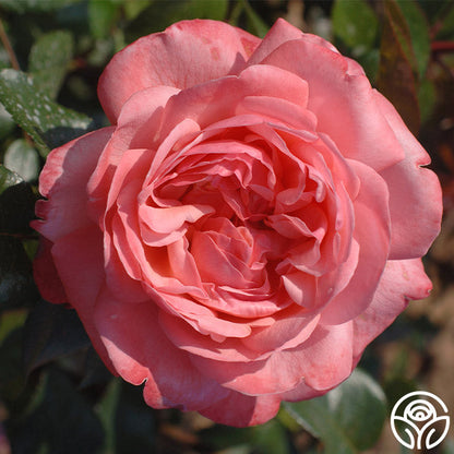 Rose - Pink Flamingo