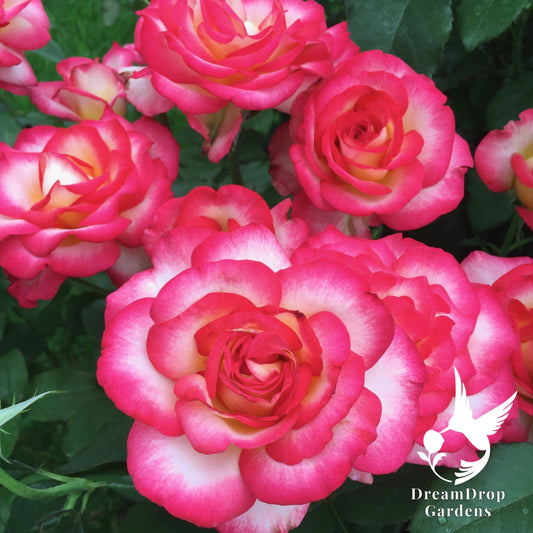 Rose - De Colores