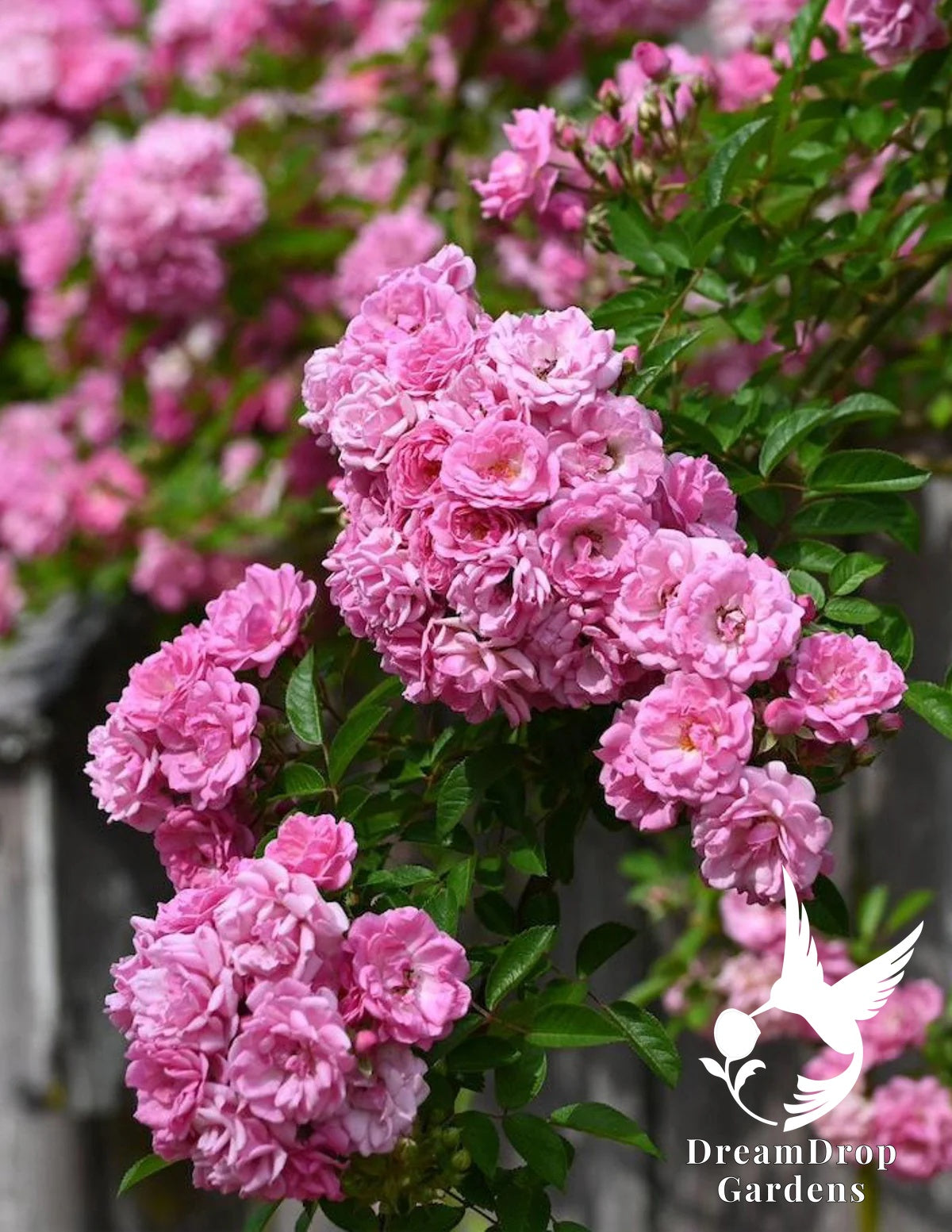 Rose - Peggy Martin (a.k.a. The Katrina Rose)
