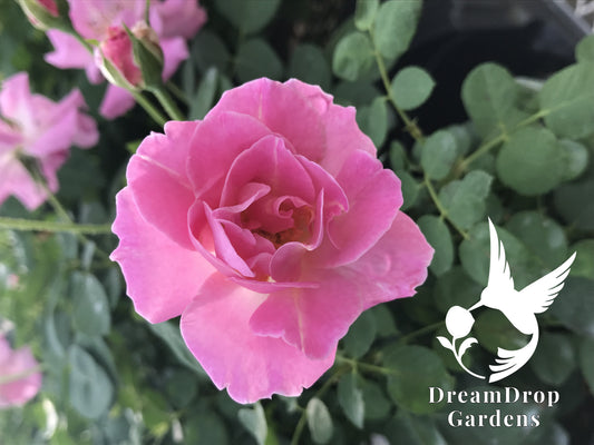 Rose - First Lady
