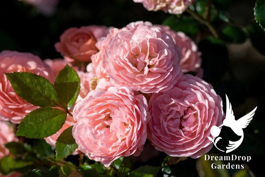 Rose - Apricot Drift