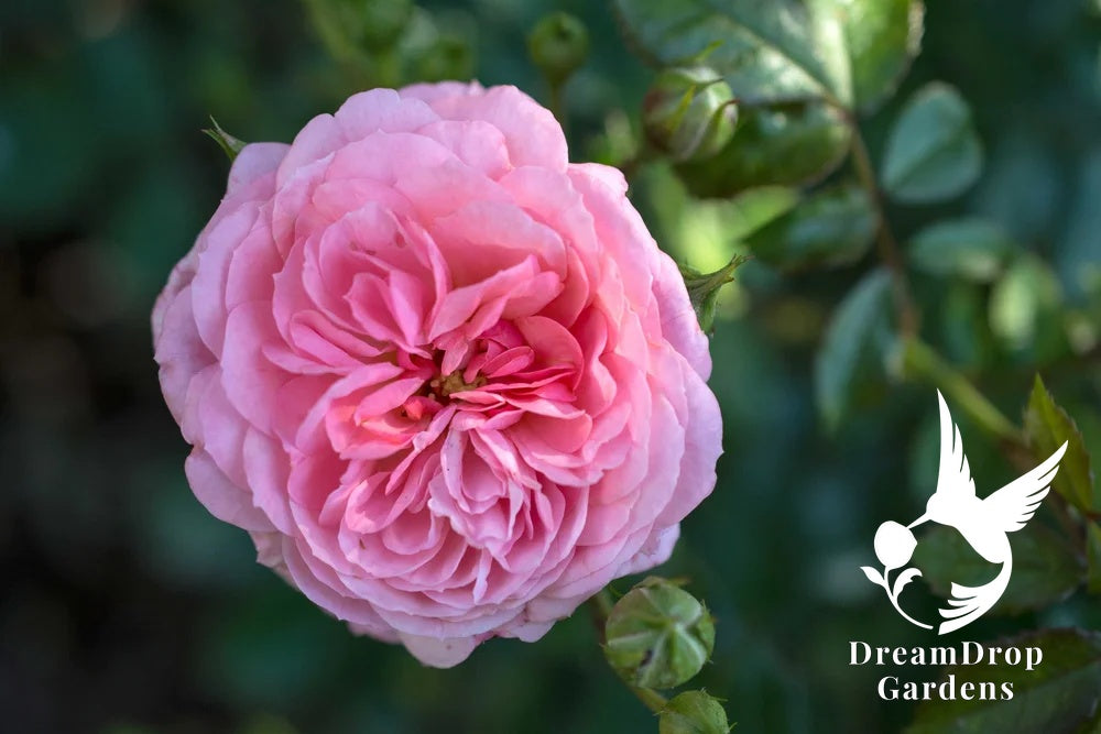 Rose - Apricot Drift