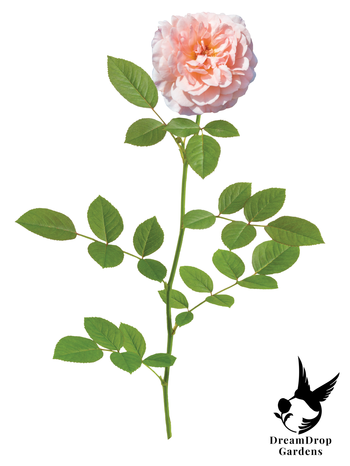 Rose - Apricot Drift