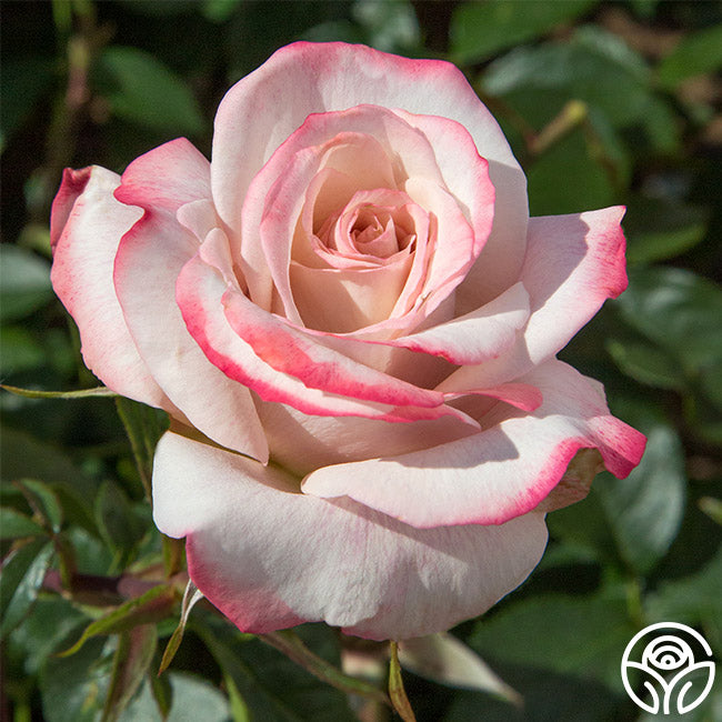 Rose - Pinkerbelle