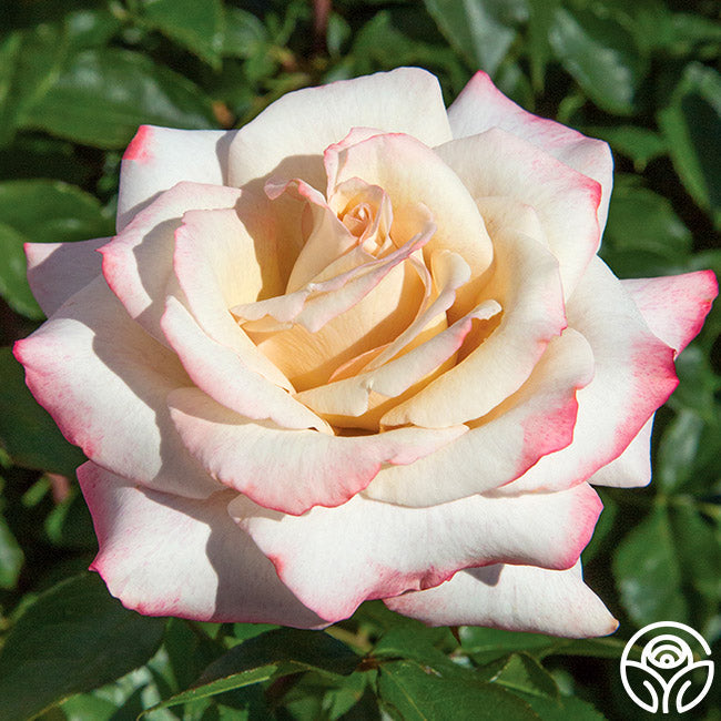 Rose - Pinkerbelle
