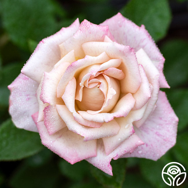 Rose - Pinkerbelle