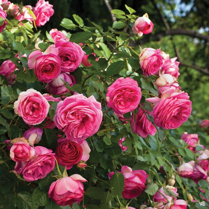 Rose - Climbing - Pretty in Pink Eden