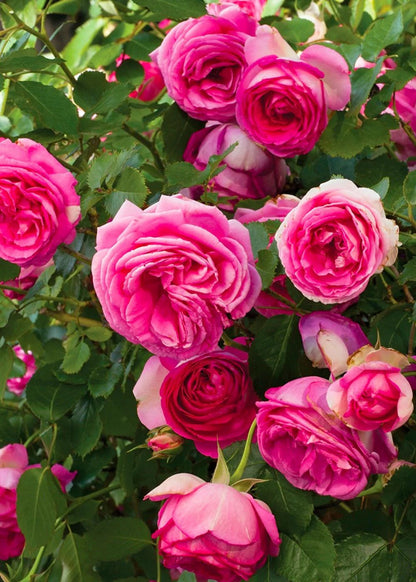 Rose - Climbing - Pretty in Pink Eden
