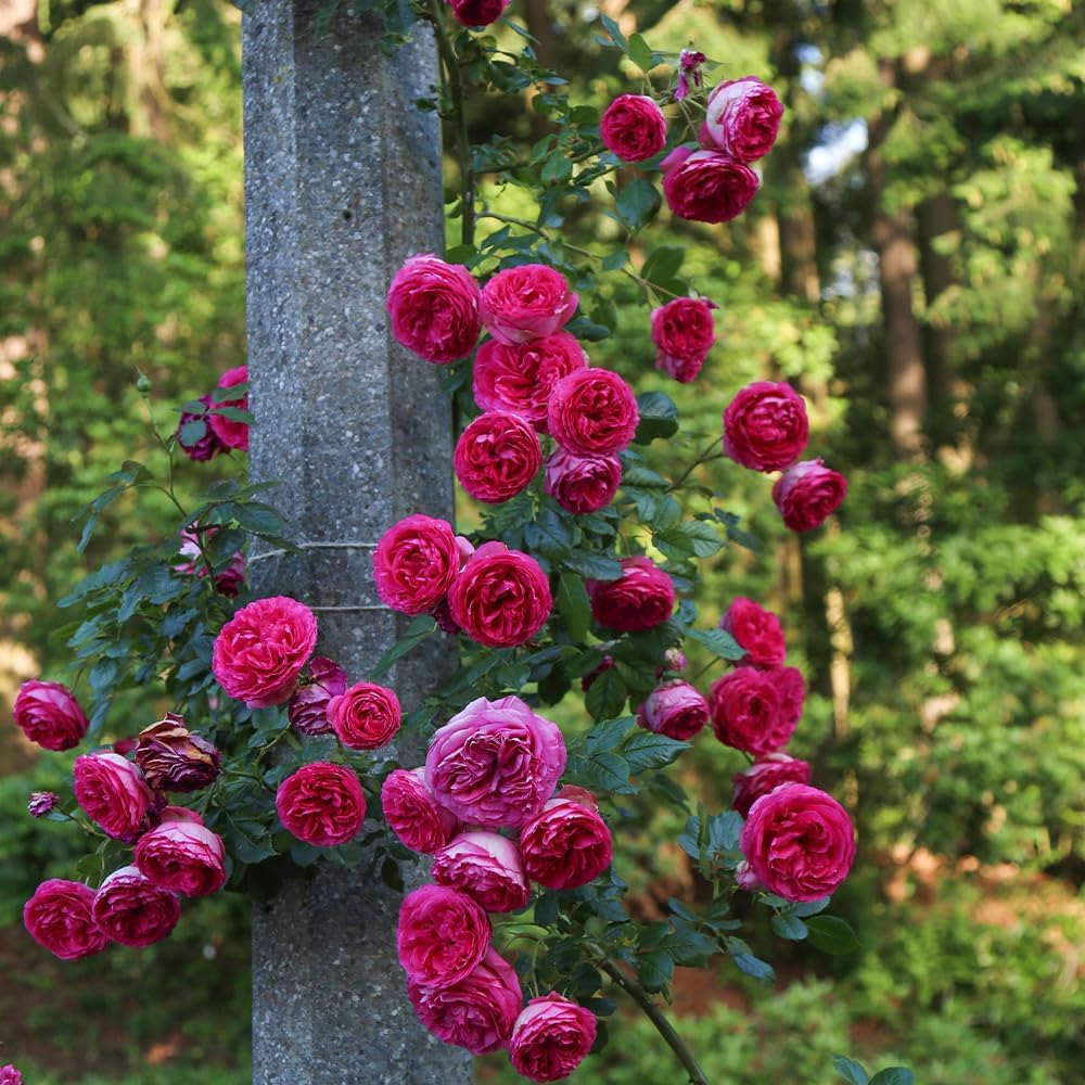 Rose - Climbing - Pretty in Pink Eden