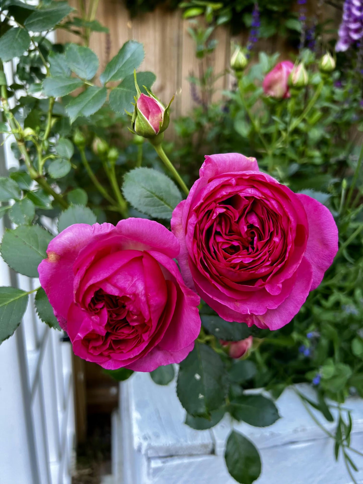 Rose - Climbing - Pretty in Pink Eden